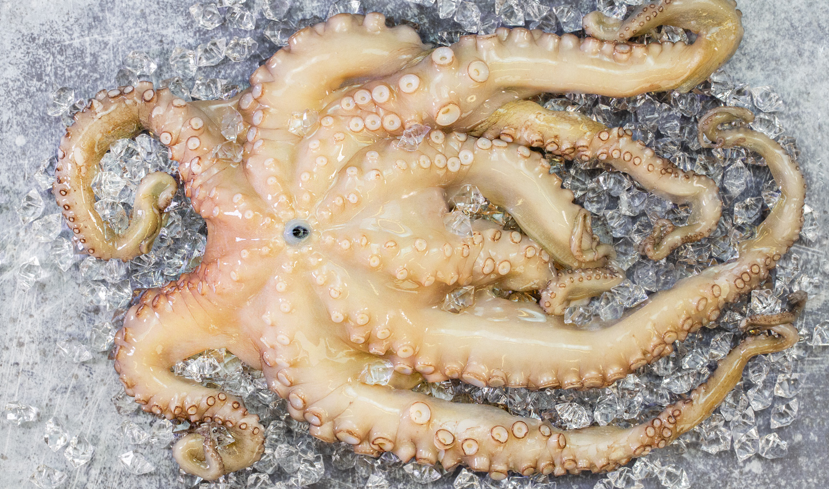 whole raw octopus